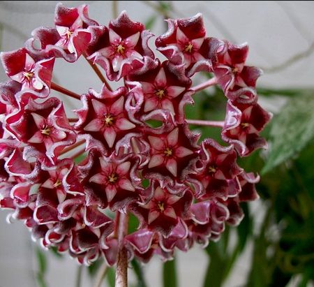 Hoya, floarea de ceara 